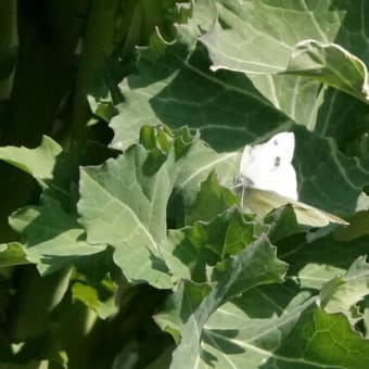 木もれびの森（神奈川県相模原市）の蝶の観察