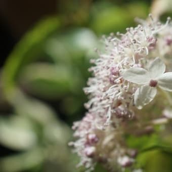 紫陽花の季節を楽しむ時間