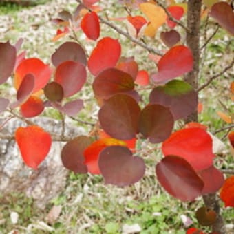 ハマボウの紅葉