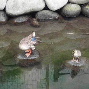 久し振りのかもちゃん情報と風景