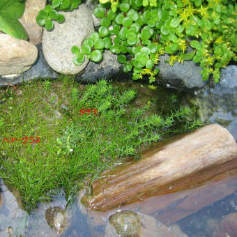 池の植物