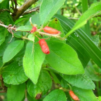 コゴメヒョウタンボク：小米瓢箪木（絶滅危惧の日本固有種）