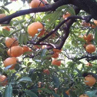 夏みかん狩り