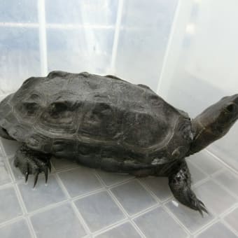 水深 Turtle Walk クサガメ成長日記 水深 Turtle Walk クサガメ成長日記