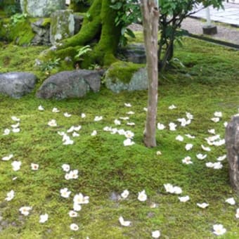 2011年6月19日(日)　法金剛院