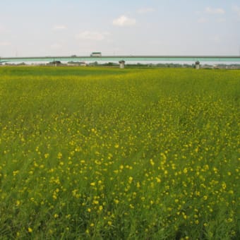 アブラナ畑と大麦畑・・荒川が育むもの。