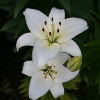 薔薇に代わる季節のピンチヒッター
