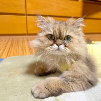 やる気出ない。