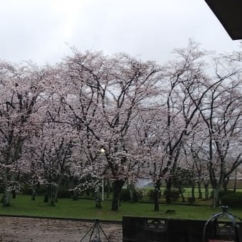 桜咲く