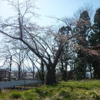 開花宣言！