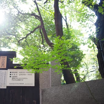 20110911　乃木神社～二科展＠国立新美術館　