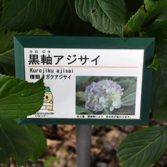 文月の朱鷺