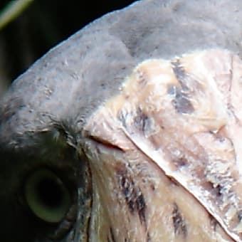 ハシビロコウの瞳孔