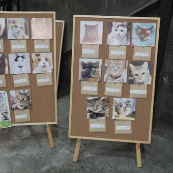 大阪・中崎町 猫イベント 第3回 めざせ！ハピニャン 終了いたしました