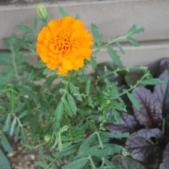トウモロコシごはん