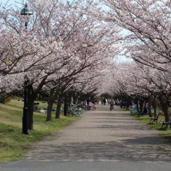 大島小松川公園から葛西臨海公園まで荒川花見サイクリング（3/29撮影）