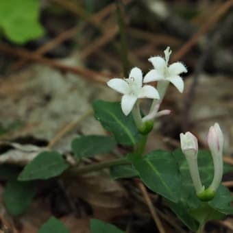 花の端境期の水林自然林には菌従属栄養植物などが（2025.6.8）#2 そして四季の里バラ園に
