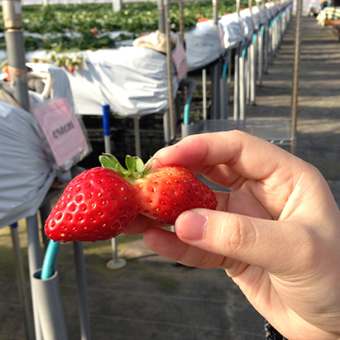 キティちゃんみたいな、可愛いカタチのいちごたち。