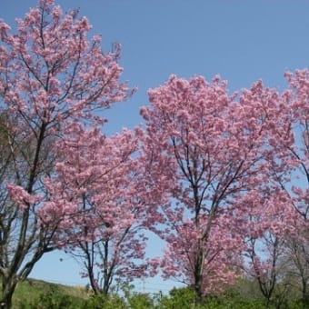 桜が満開　2022.3.31　「毎日のミサ」、申し込み