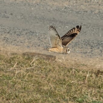 コミミズクの飛翔　新しいブログへようこそ！