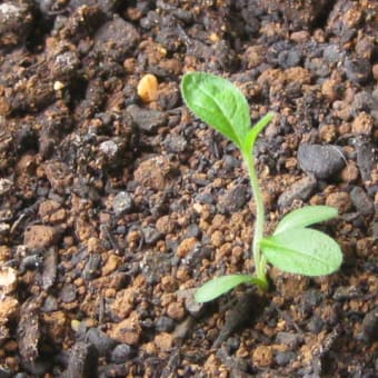 紫草（ムラサキ）の栽培結果（2013）