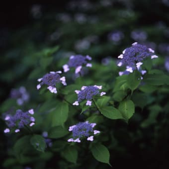 山紫陽花の季節