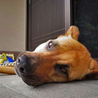 おはよう
