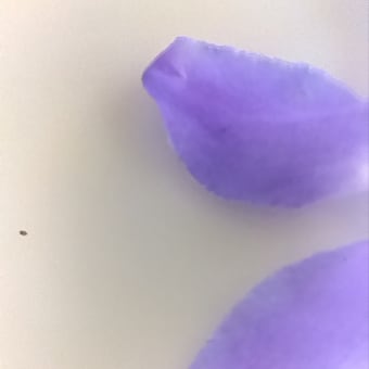 収穫ってやっぱりたのしい