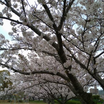 桜の花見（幸田町）