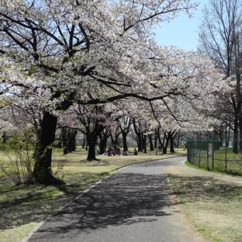 日本の桜を堪能して来ました。
