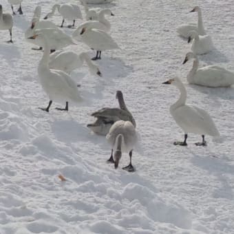 北海道2泊3日の旅まとめ（長文）