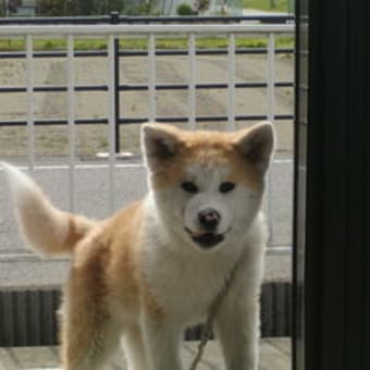 秋田犬は大人しいんです。
