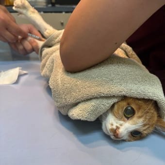 今日のお病院