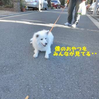 ダックストリオ