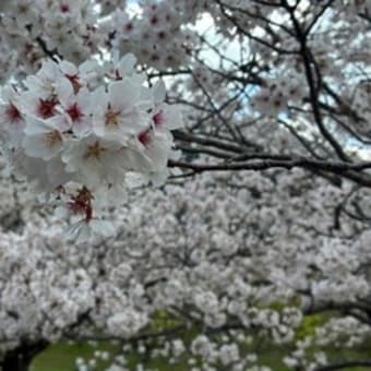平和公園の桜ー２０２５（北九州市小倉北区）