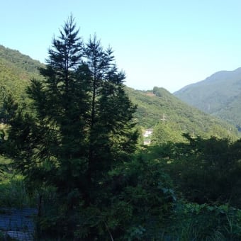 令和7年6月28日・今朝の東祖谷18℃（16.2℃）
