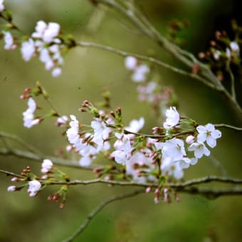 福岡大のプロ写真　桜のフィルム写真