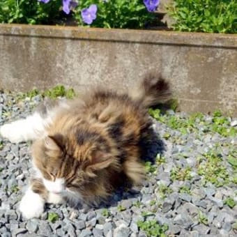 １２歳のWINちゃん