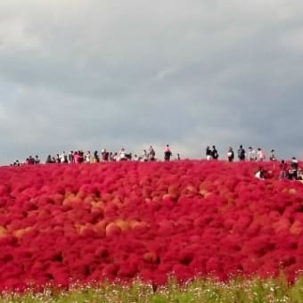 ひたち海浜公園　コキア