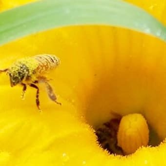 花粉まみれのミツバチ