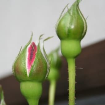 薔薇　　はじけそうな娘達