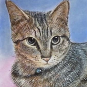 知人の愛猫