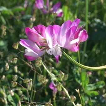 蓮華咲く田舎の田