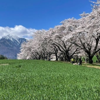 🌸🌸🌸開花状況