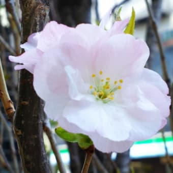 普賢象いたー！ 4月10日