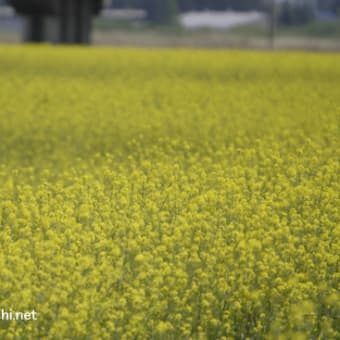 菜の花と、蝶（小さいけど飛んでます）