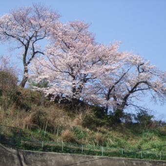 咲いた桜が満開サッ❣