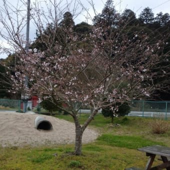 ようやく市民センターの桜が満開　