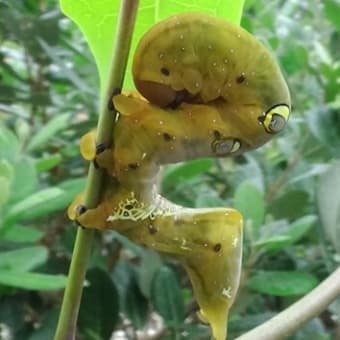 アケビコノハ（通草木葉蛾）がやって来た