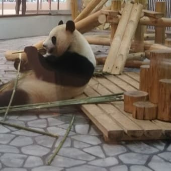 南紀白浜アドベンチャーワールド Pandas in Shirahama